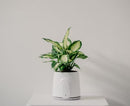 Vitesy Natede Smart - Purificateur d'Air Naturel