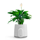 Vitesy Natede Smart - Purificateur d'Air Naturel
